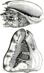 cardini_conchigliaperla_03