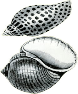 cardini_conchigliaperla_04