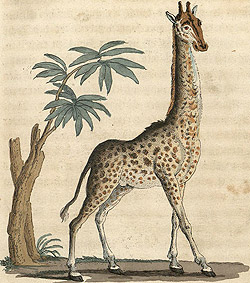 cardini_giraffa_02