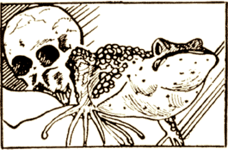 pirrotta_bufotenina_03