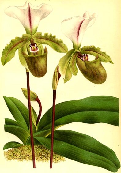 sermonti_biologiastrutturale_01