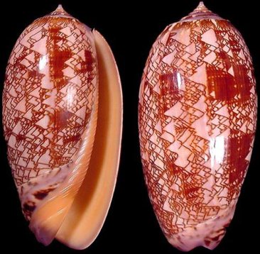 sermonti_biologiastrutturale_02