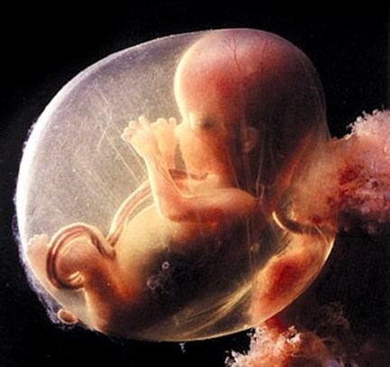 sermonti_uomoscimmia_01