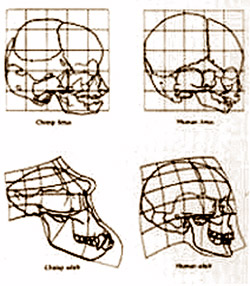 sermonti_uomoscimmia_02