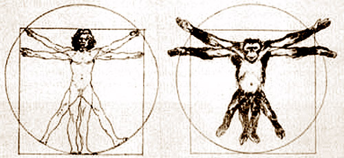 sermonti_uomoscimmia_04