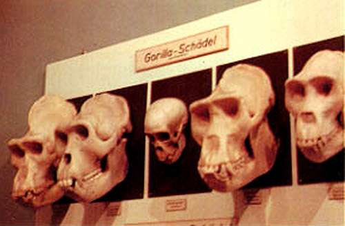 sermonti_uomoscimmia_05