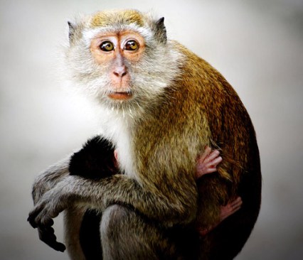 sermonti_uomoscimmia_06