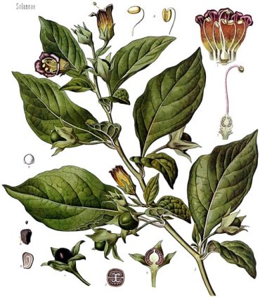 negrini_magiadroghe_02