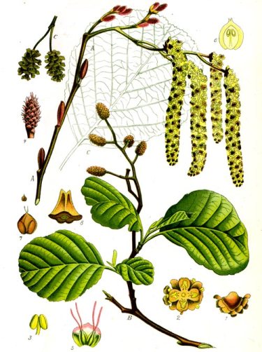 pitera_gemmoterapia_01