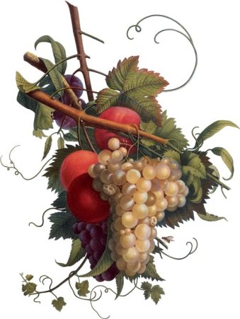 pitera_gemmoterapia_02