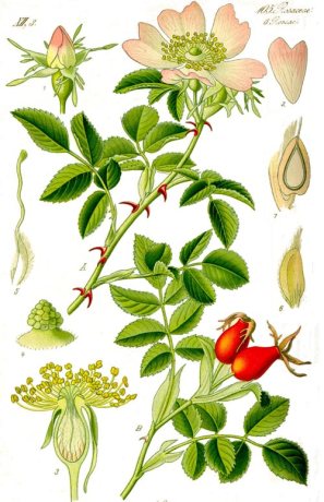 pitera_gemmoterapia_03