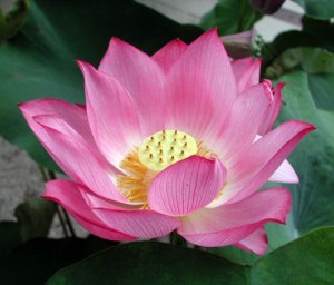 roberti_buonauspicio_08