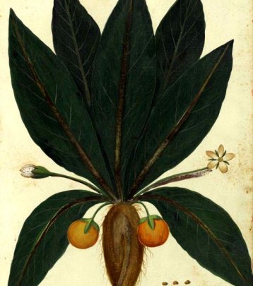 vigoni_donnepiante_02